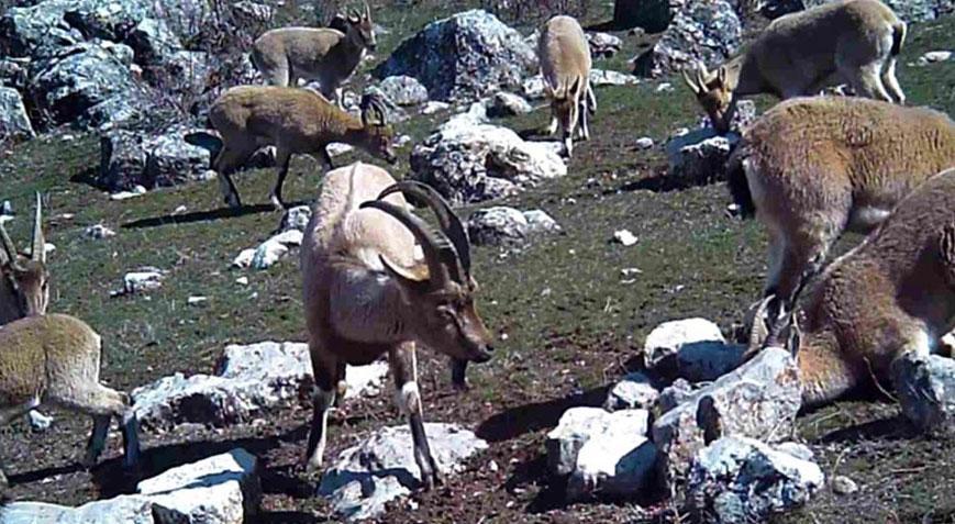 Yer: Erzincan! Gündüz saatlerinde sürü halinde fotokapana yakalandılar