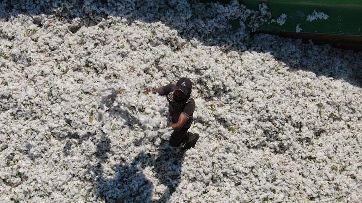 3 bin depremzede çiftçiye pamuk tohumu dağıtıldı