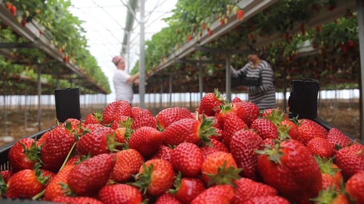 Çilek üretimine başladılar: Yıllık kazanç hedefleri 5 milyon TL