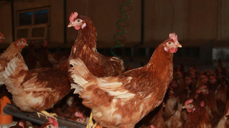 Yumurta üretimi yıllık 40 milyonu aştı