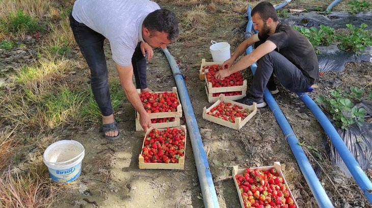 Sason çileğinde yılın ilk hasadı bereketli başladı
