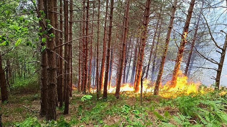 Kastamonu'da orman yangını! Rüzgarın etkisiyle yayıldı