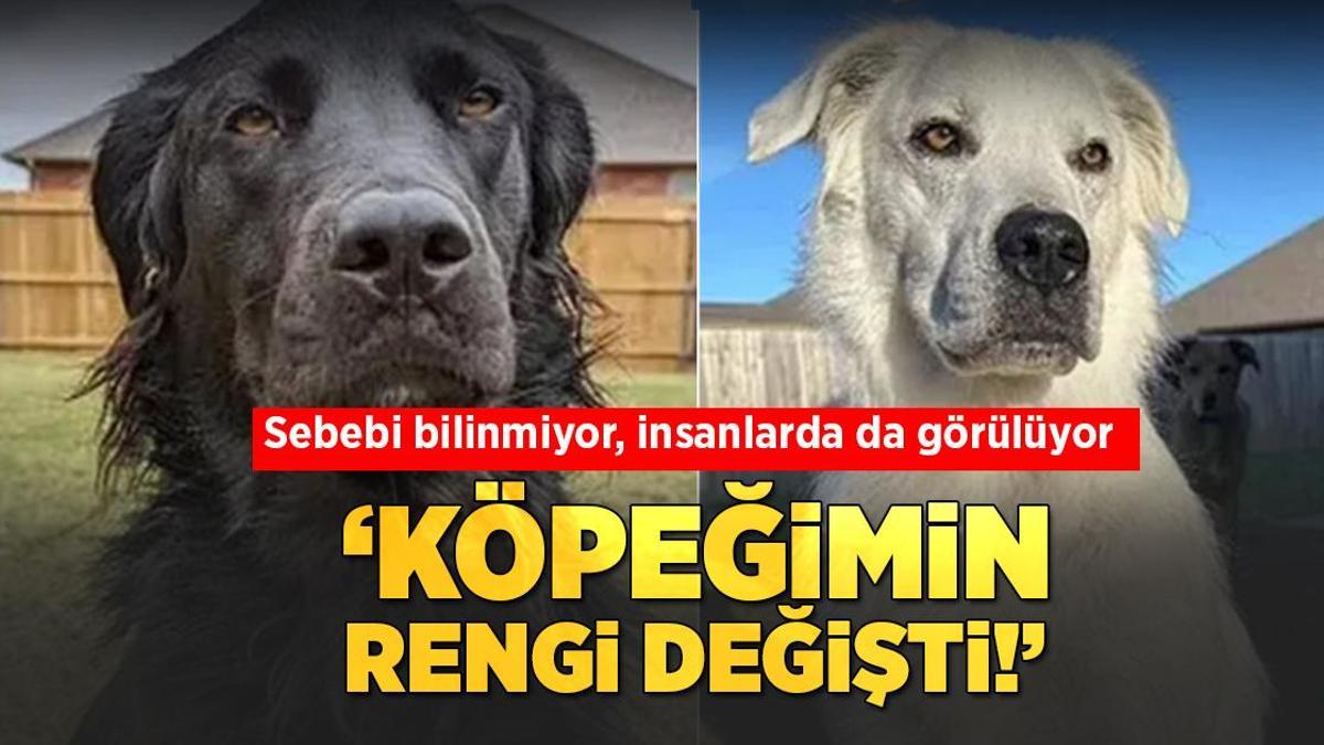 ‘Köpeğim siyahtan beyaza döndü!’ Görenleri şaşkına çevirdi: Sebebi bilinmeyen hastalık insanları da etkiliyor