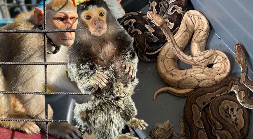 İstanbul’da 565 hayvan ele geçirildi! Komodo ejderi, timsah yavruları ve yılanlar…