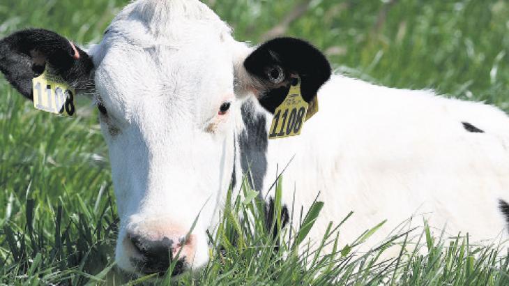 Çiğ sütten virüs bulaştı