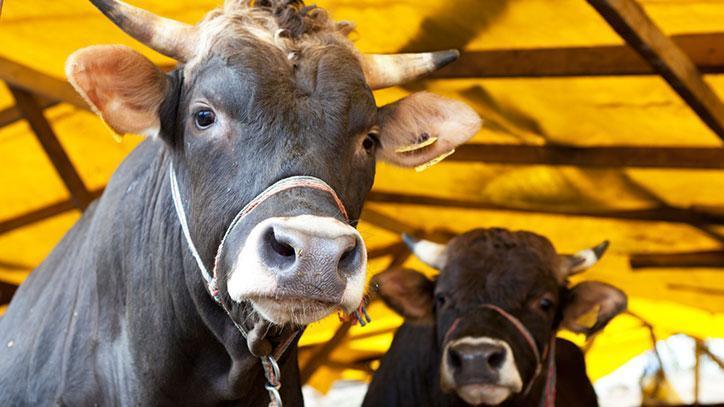 Tarım Bakanı Yumaklı’dan kurbanlık fiyatlarına ilişkin açıklama