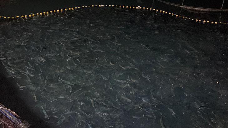 Türk Somonu’nun hasadına başlandı