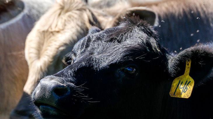 Türkiye hayvan varlığıyla Avrupa’nın zirvesinde