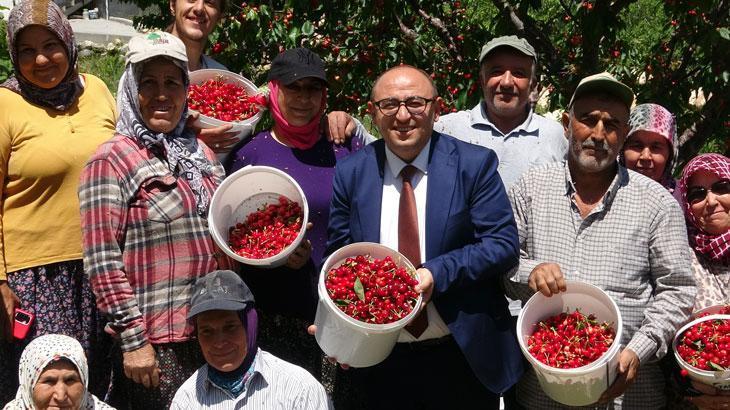 Kiraz hasadı başladı