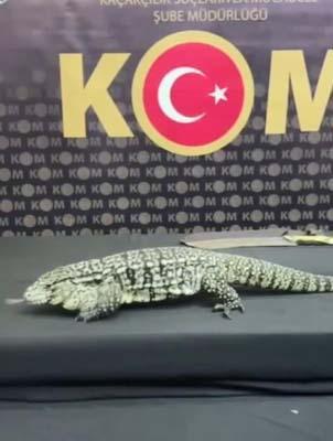 İstanbul'da 565 hayvan ele geçirildi! Komodo ejderi, timsah yavruları ve yılanlar...