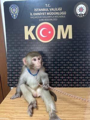 İstanbul'da 565 hayvan ele geçirildi! Komodo ejderi, timsah yavruları ve yılanlar...
