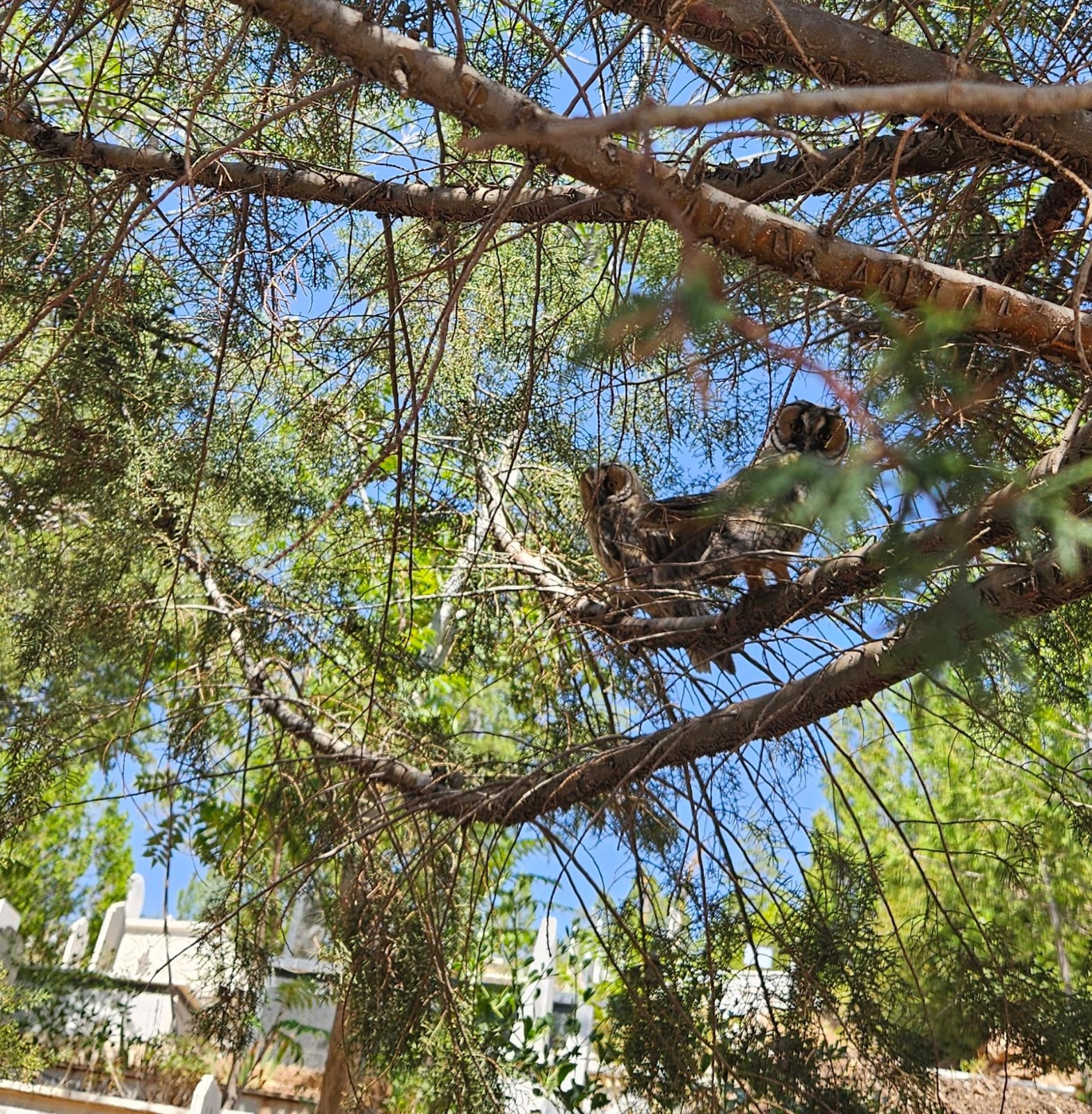 Hacı Ahmet Ünlü’nün Keşfi: Tehlike Altındaki Baykuş Türü İçin Umut Işığı