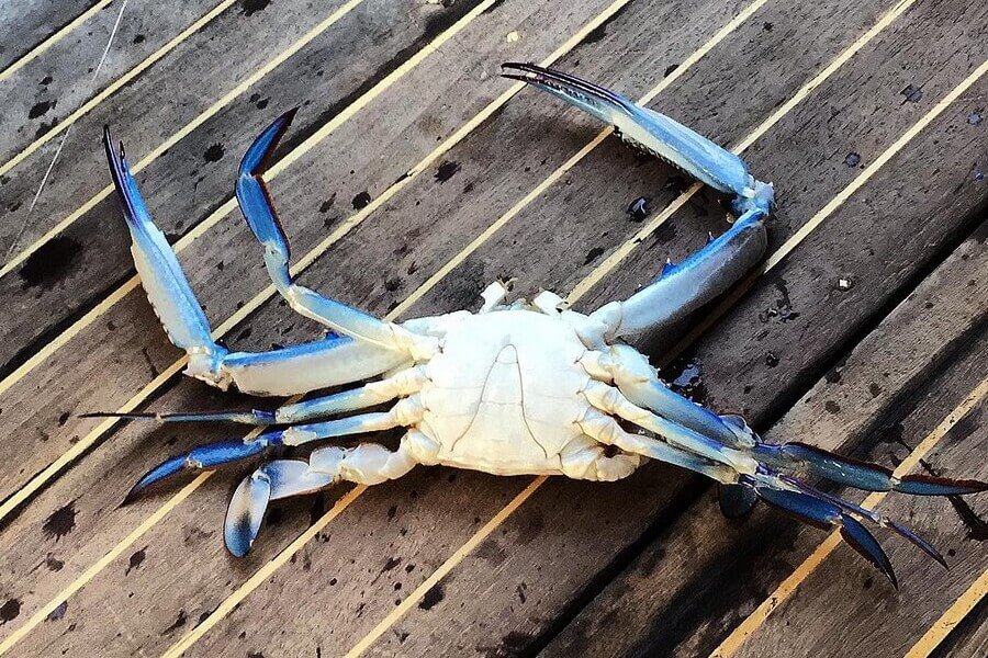 Mavi Yengeç’in Efendisi: Mehmet Erdoğan, Sektörde Kaliteyi Zirveye Taşıdı