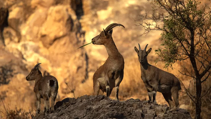 Kayseri’de Kaçak Avcıya Yaban Keçisi Cezası: 953 Bin TL