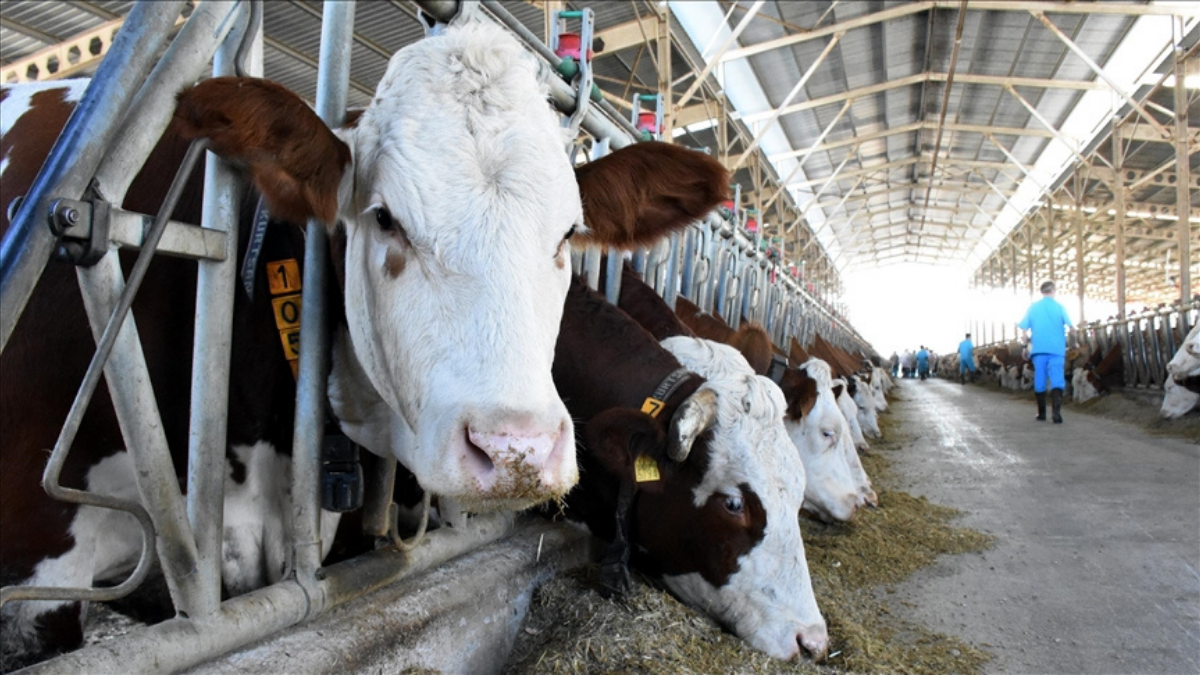İSTANBUL’DA KURBANLIK SEFERBERLİĞİ BAŞLADI: 1800 BÜYÜKBAŞLA VATANDAŞA UYGUN FİYAT FIRSATI