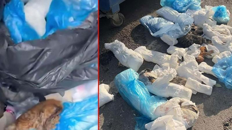 Poşetlerden 33 Ölü Kedi Çıktı: Şoke Eden Olayda Veteriner Tutuklandı