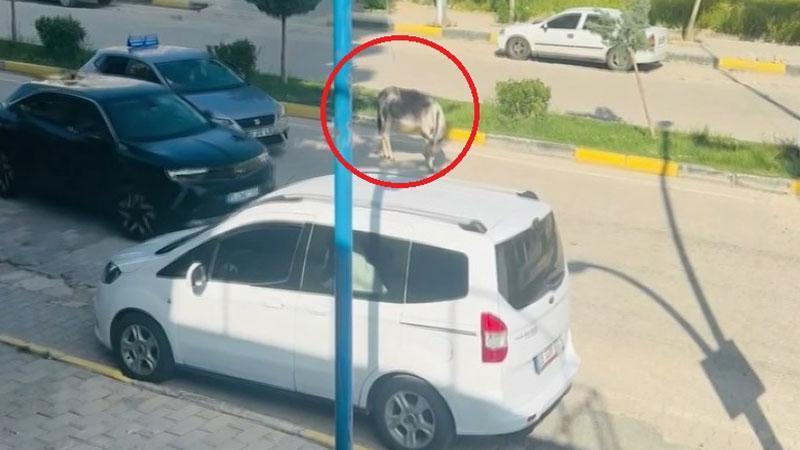 Yola çıkan eşek nedeniyle trafikte kısa süreli yoğunluk oluştu