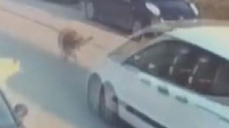 Köpeğin ölümüne yol açan sürücüye tutuklama kararı