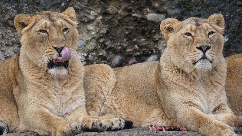 Sıcak hava şüphesi: Japonya’da 3 aslan telef oldu