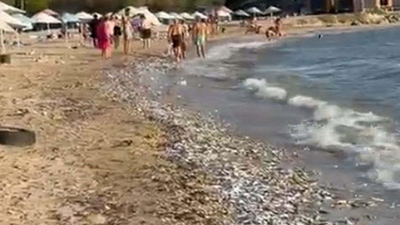 İncekum Sahili’nde toplu balık ölümleri