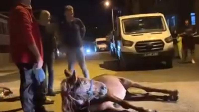 Yere yığılan at korumaya alındı: Ata şiddet iddiasına 2 gözaltı
